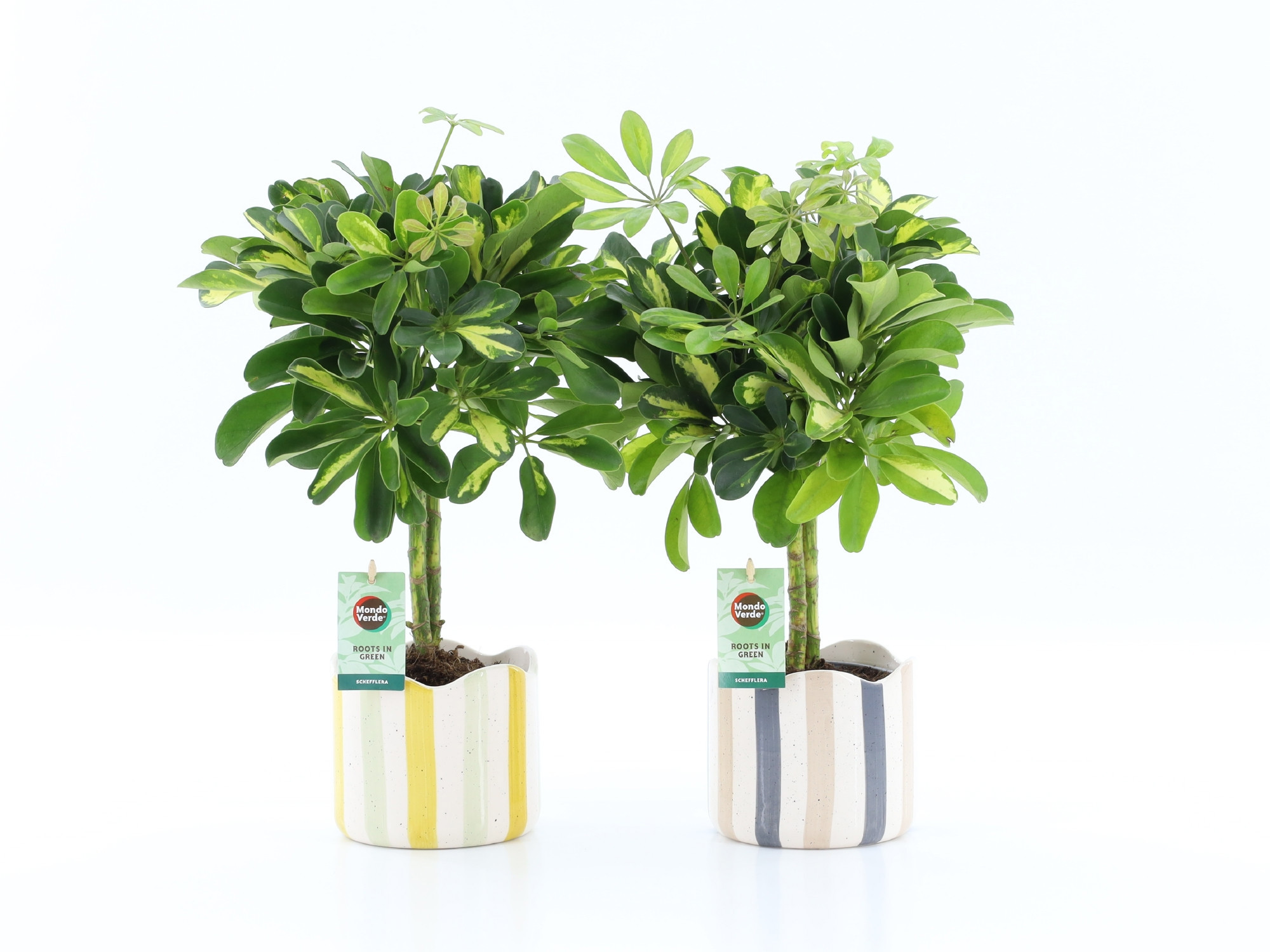 Schefflera Gold Capella in Nouveau keramiek, D 13