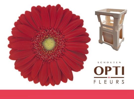 Гербера Карамболь, шт.