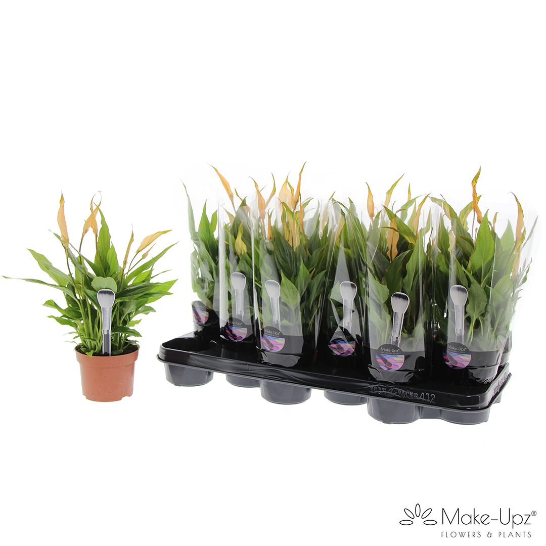 Spathiphyllum 10,5 cm Make Upz oranje, D 10,5