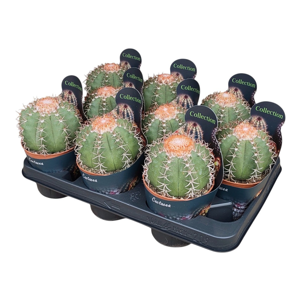 MELOCACTUS MATANZANUS - POT Ø 10,5 - COLLECTION WITH POTCOVER (CACTUS), D 10,5