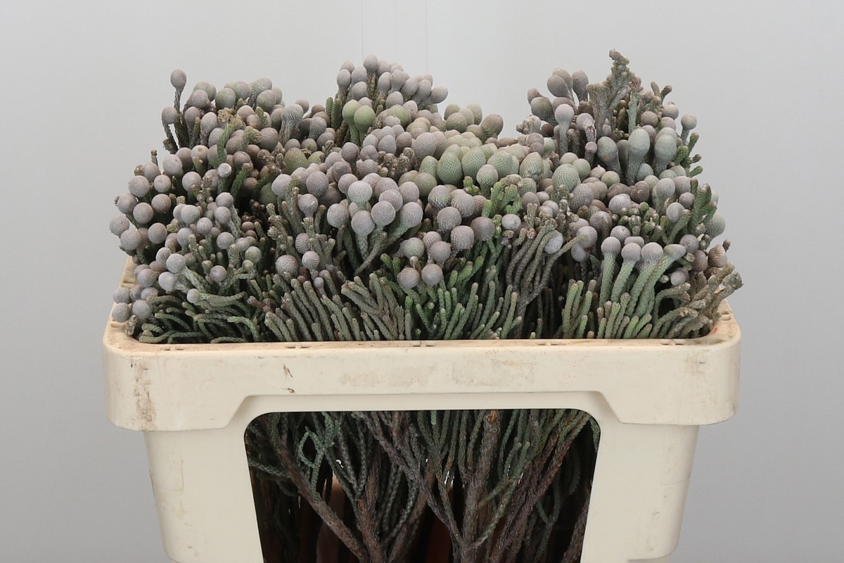 Бруния Лаевис 50 (сер.), шт.