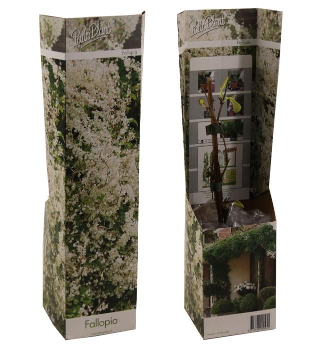 Polygonum (Fallopia), D 9