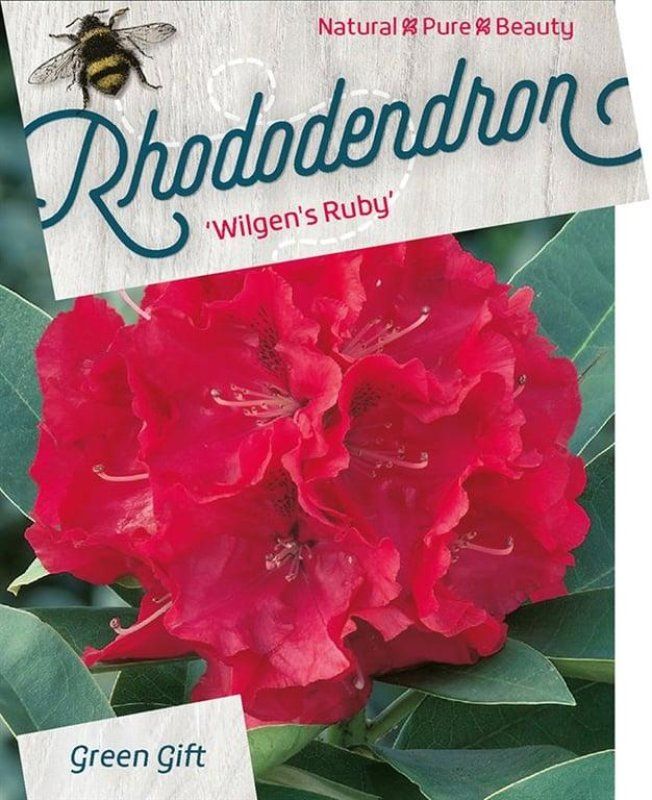 Rhododendron 'Wilgen's Ruby', D 29