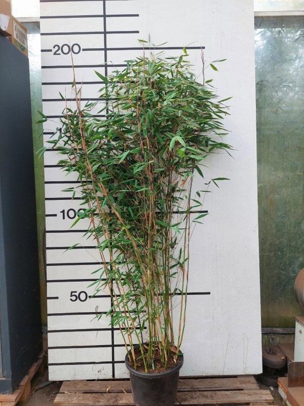 Fargesia 'Aurora', D 23