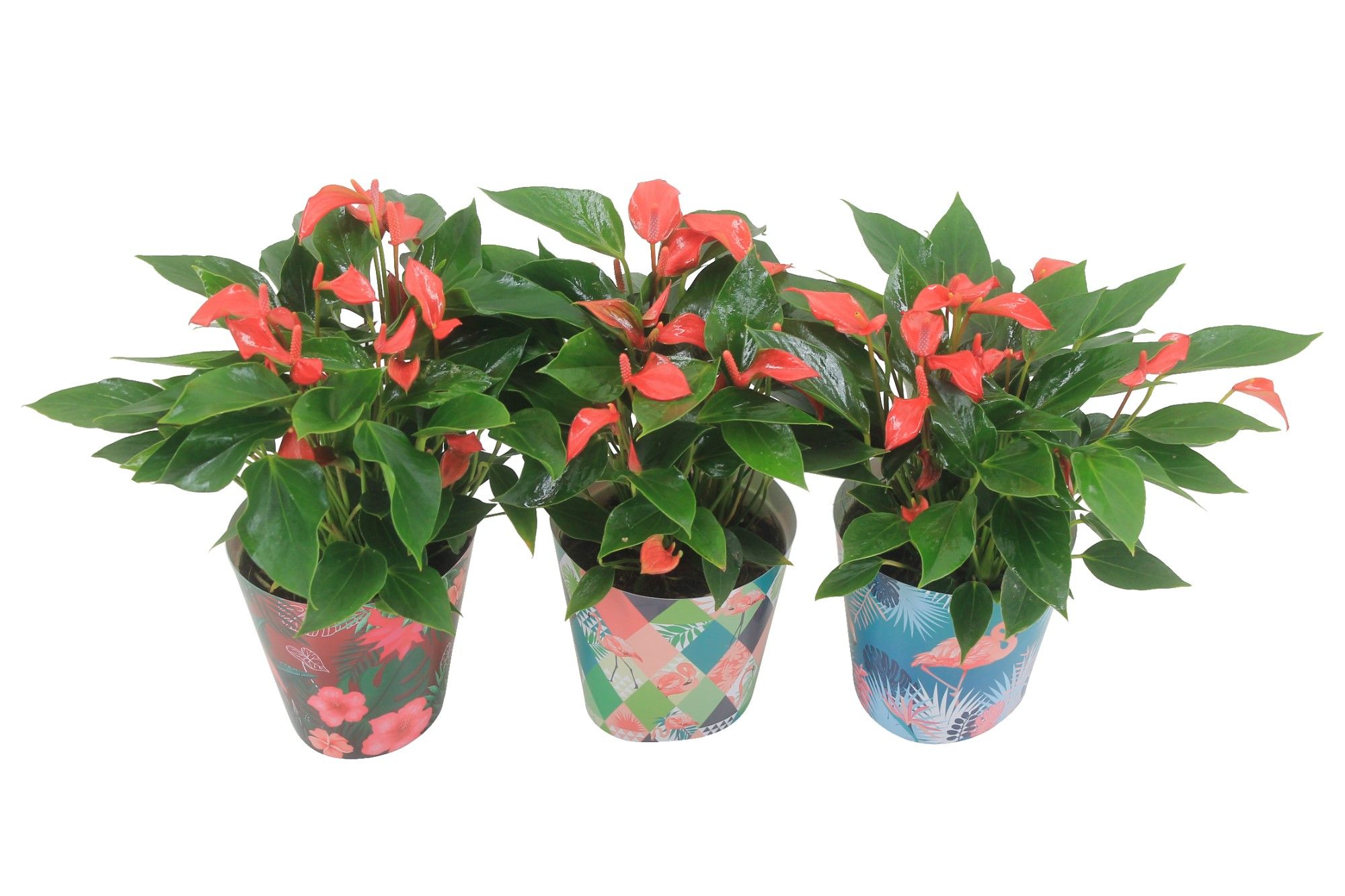 Anthurium XL.67 Trillions Red 14cm met zomerse flamingocover, D 14