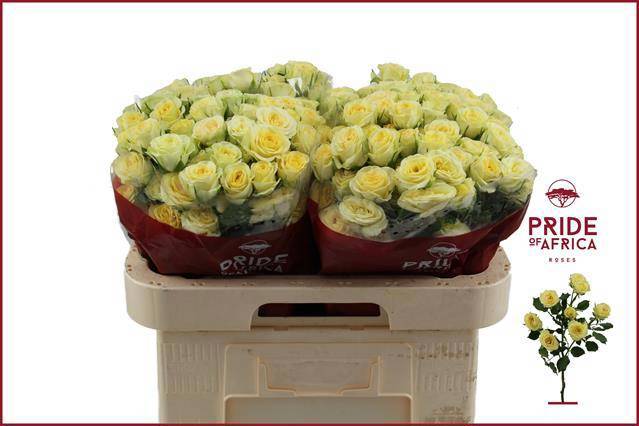 Роза куст. Вэддин Инвайт 60, шт. Роза куст. Вэддин Инвайт 60, шт.