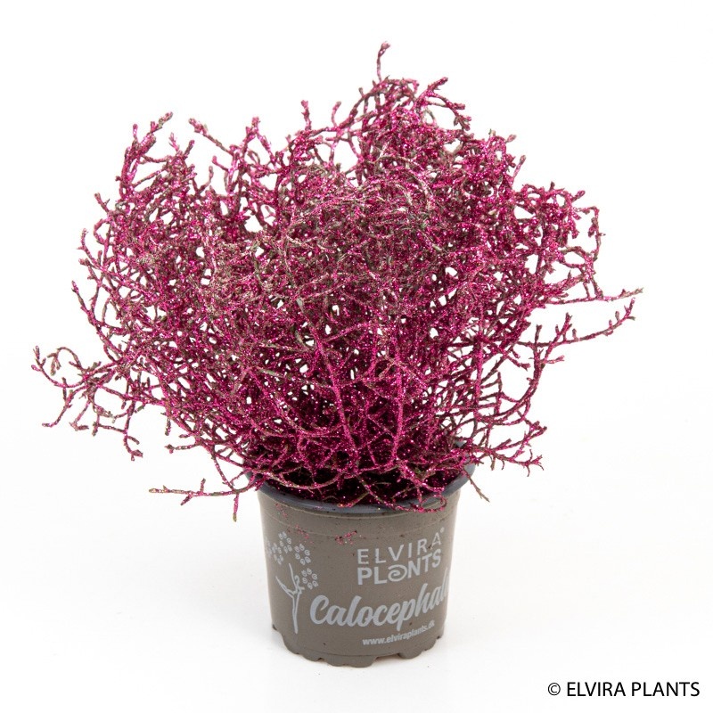 CALOCEPHALUS BROWNII PINK, D 10 cm