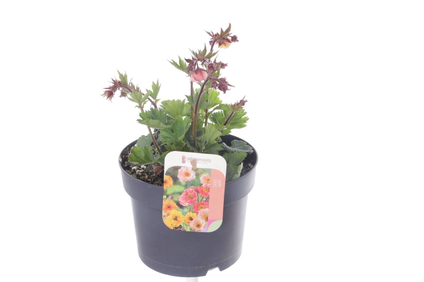 Geum Tempo Rose, D 17