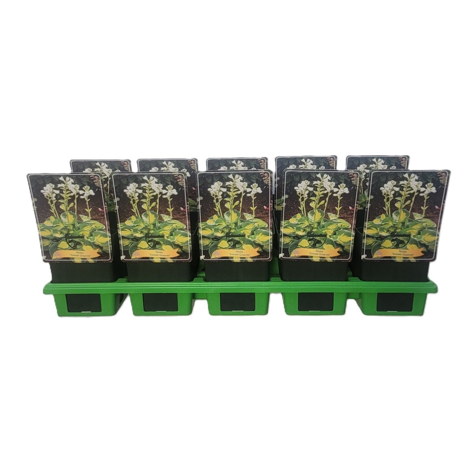 Hosta 'Sunset Grooves' P11, D 11