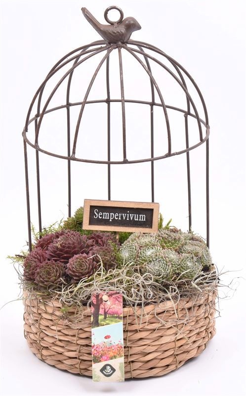 Gaasvogelhuis met touw 20cm, D 20