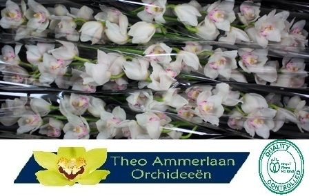 Цимбидиум Килиманджаро x6 80, шт.