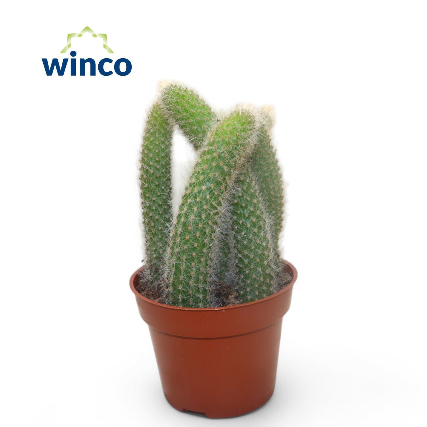 Hildewinteria Colademoninis, D 8,5 cm