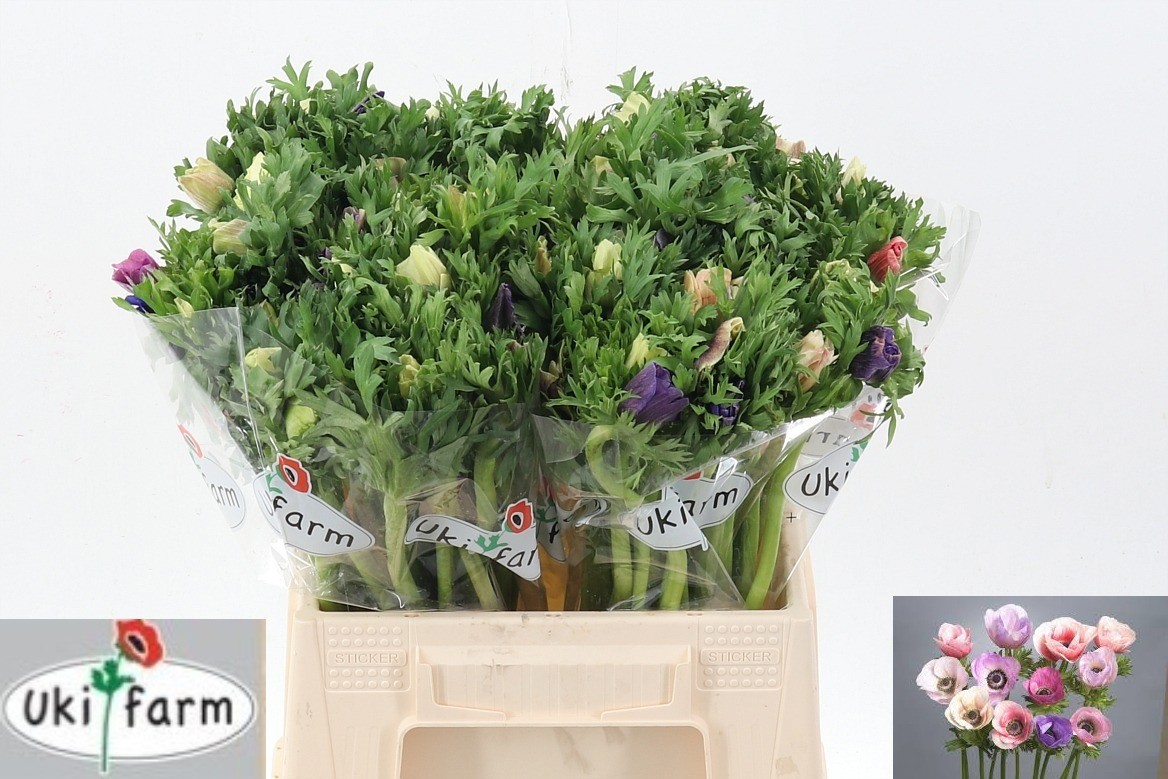 Анемон Галил Пастель 40, шт.