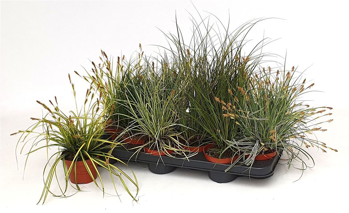 Carex Gemengd, D 10,5