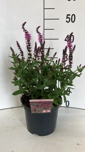 449 DVDS : POT 19 SALVIA NEMEROSA DIFFERENT COLORS BLEW-ROSE-WHITE, D 19