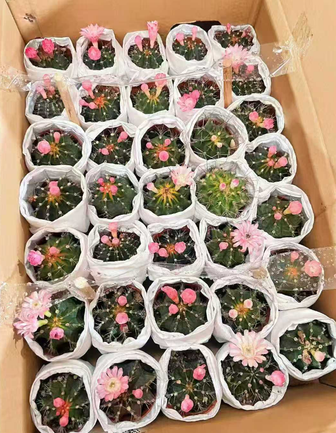 Кактус микс 11 15 11 12