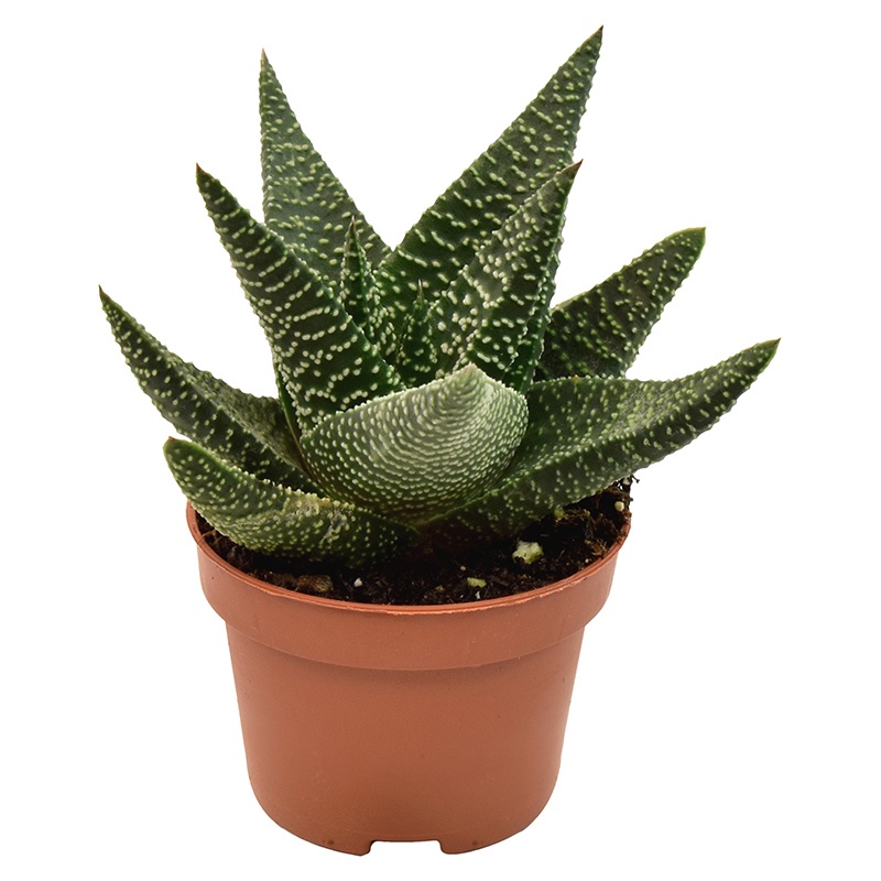 Haworthia Royal Highness, D 6