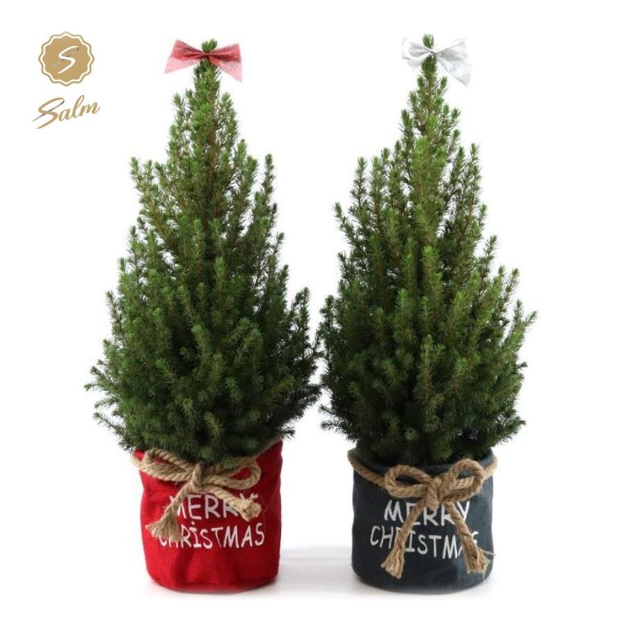 Picea gl. 'December'® P19 in Bag X-mas Duo + Bow, D 21 cm