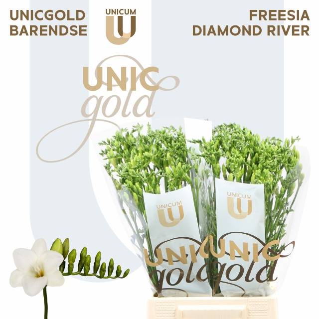 Фрезия од. Даймонд Ривер 55, шт.