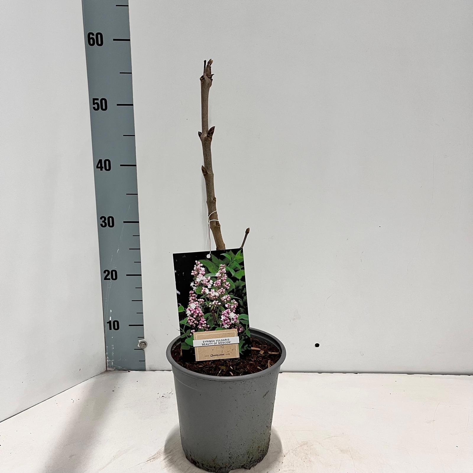 Syringa vulg. 'Beauty of Moscow', D 17