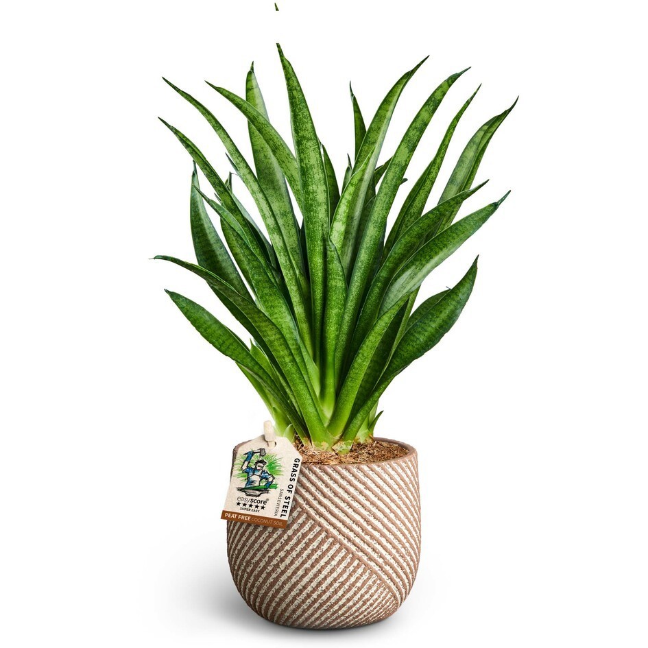 Grove, Sansevieria ´Panthera', D 10