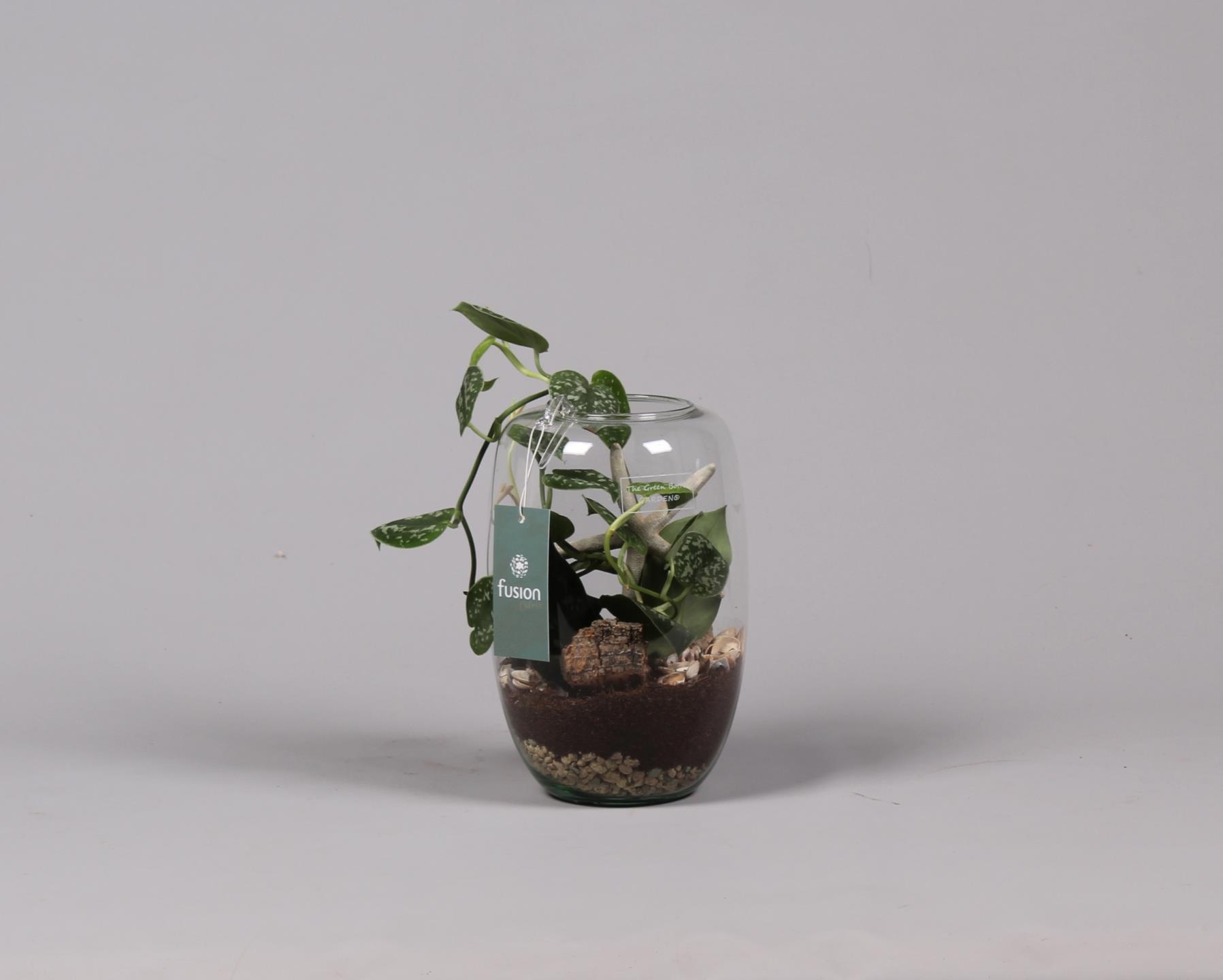 Green Bottle Isabella Small met Skindapsus, D 15