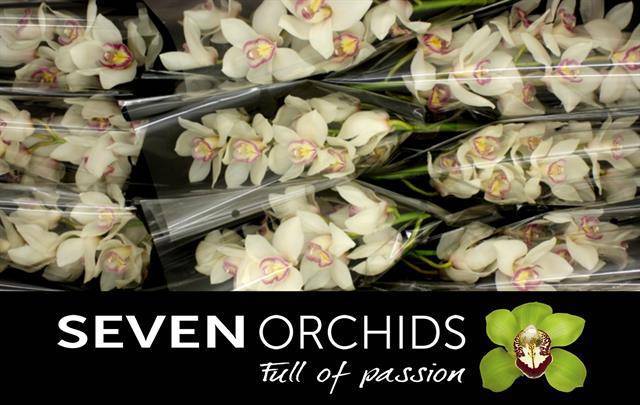 Цимбидиум Тони x9 60, шт.