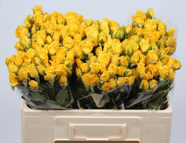 Роза куст. Мариса 50, шт.