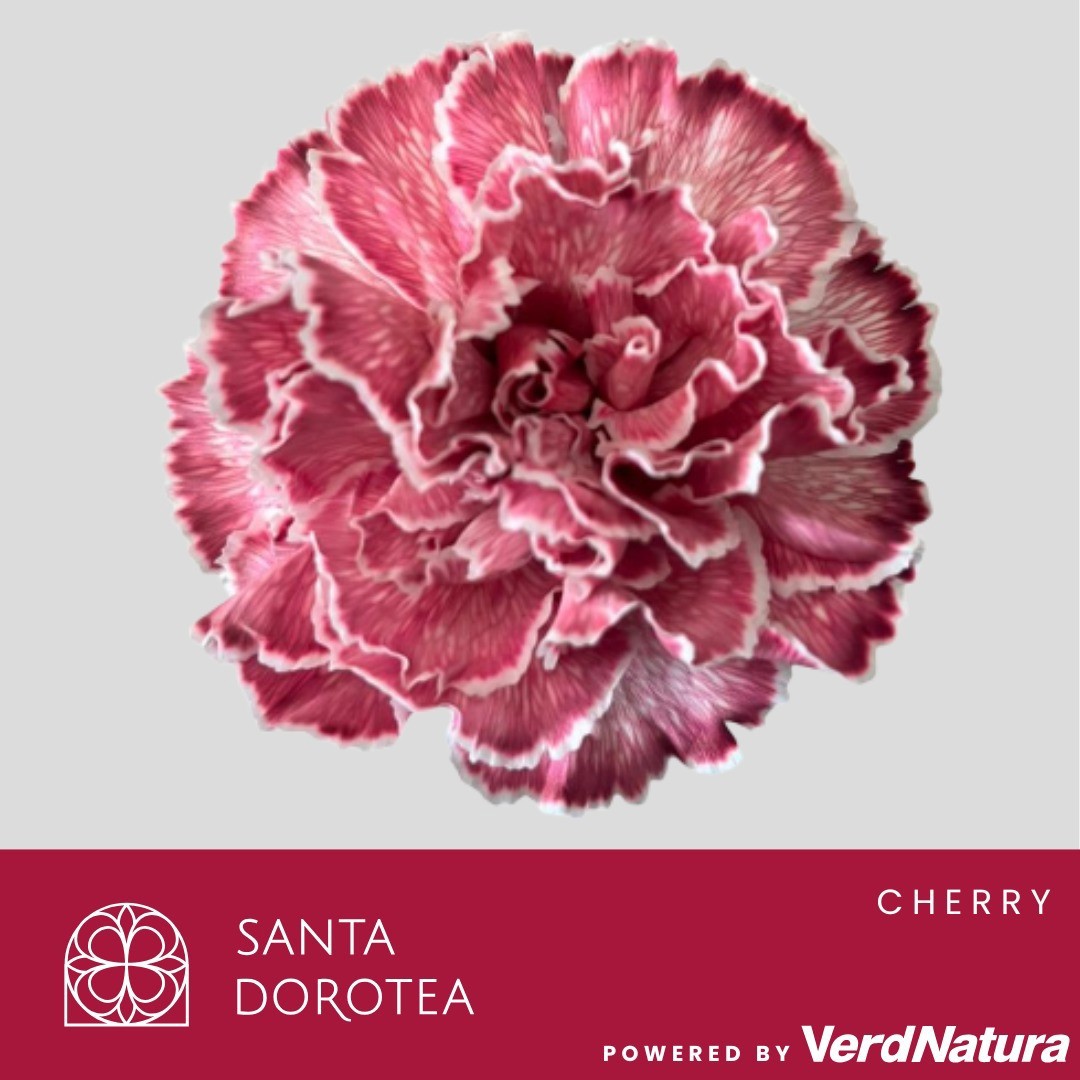 Диантус од. Овериг Крашеный (краш. ), шт.