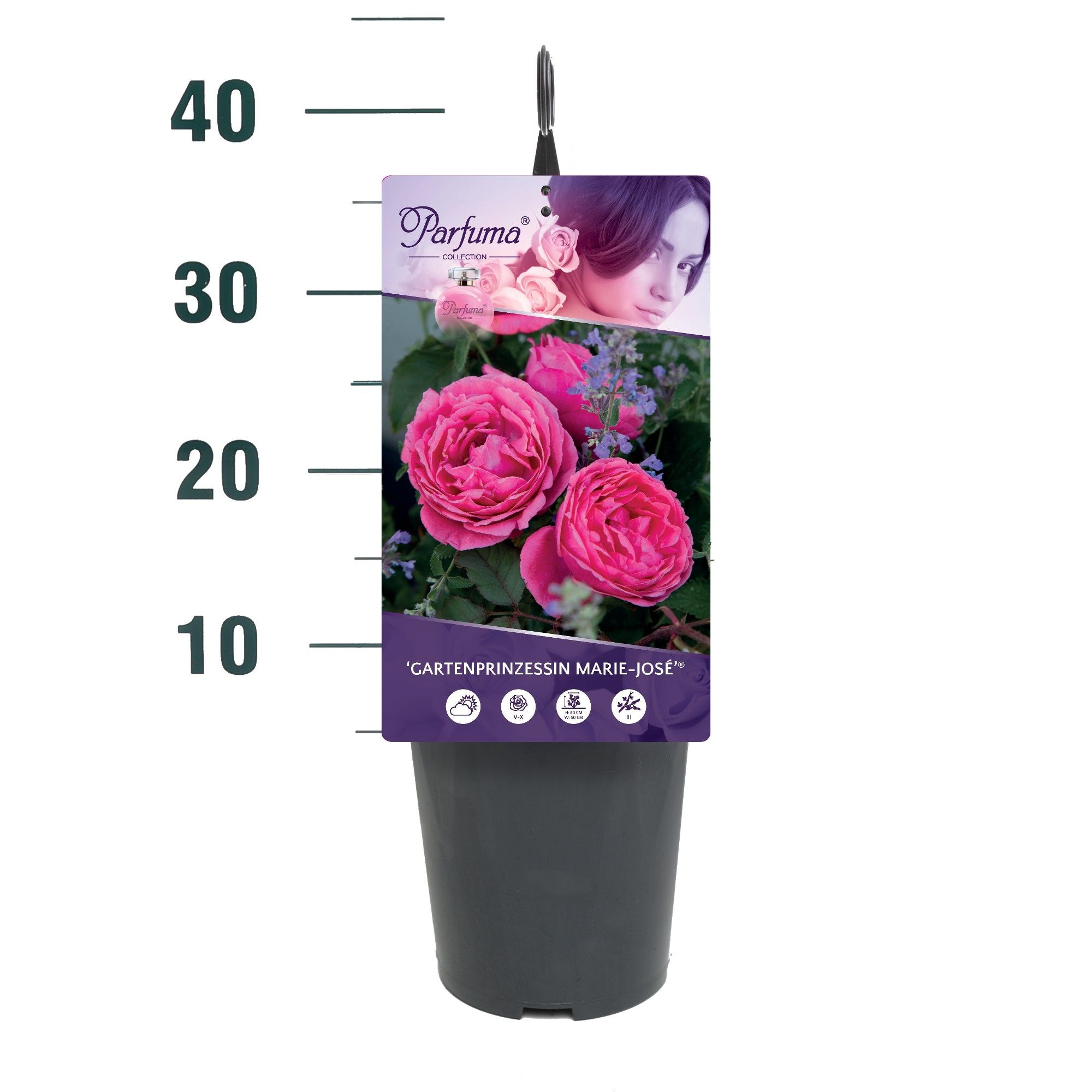 Rosa 'Gartenprinzessin Marie-José' - Struik - C3rp - Parfuma, D 19