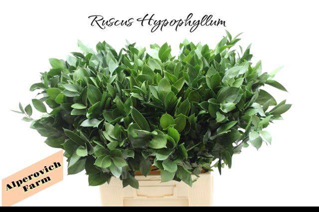 Рускус Израильский 70 (зел.), шт.