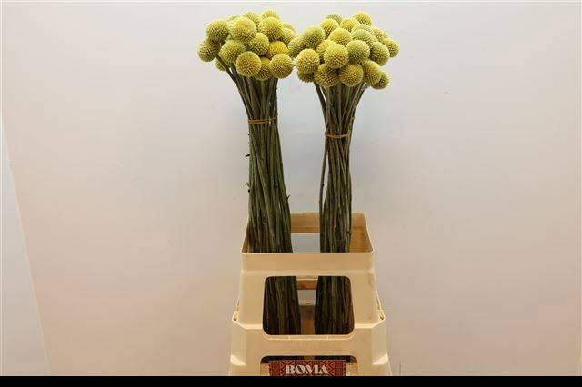 Краспедия Пейнтбол Поп 75, шт.