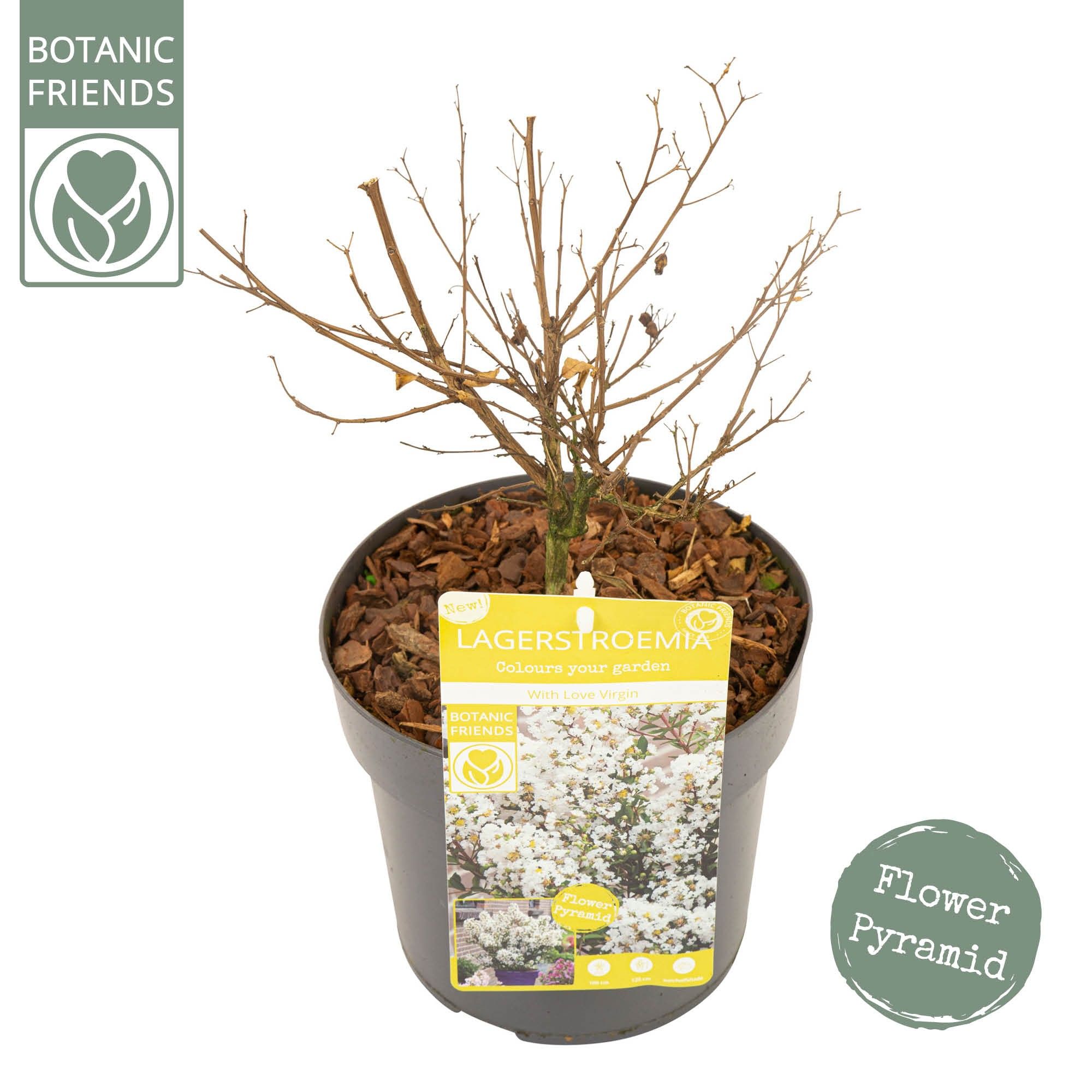 Lagerstroemia ind. 'With Love Virgin', D 19