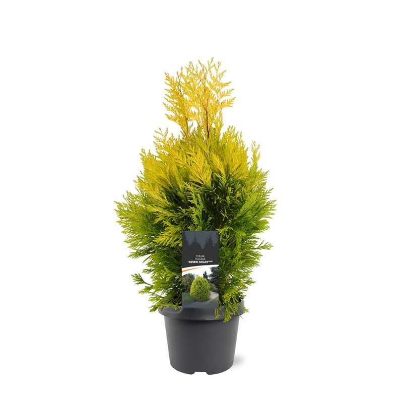 Thuja plicata '4ever Goldy' (pbr), D 19