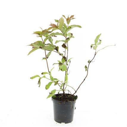 Diervilla sessilif. 'Dise', D 14 cm