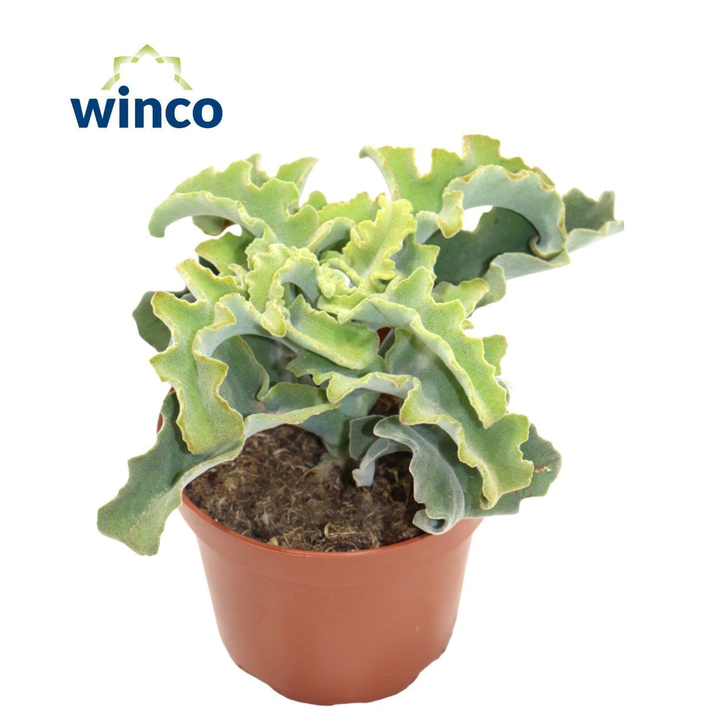 Kalanchoe Maltese Cross, D 12