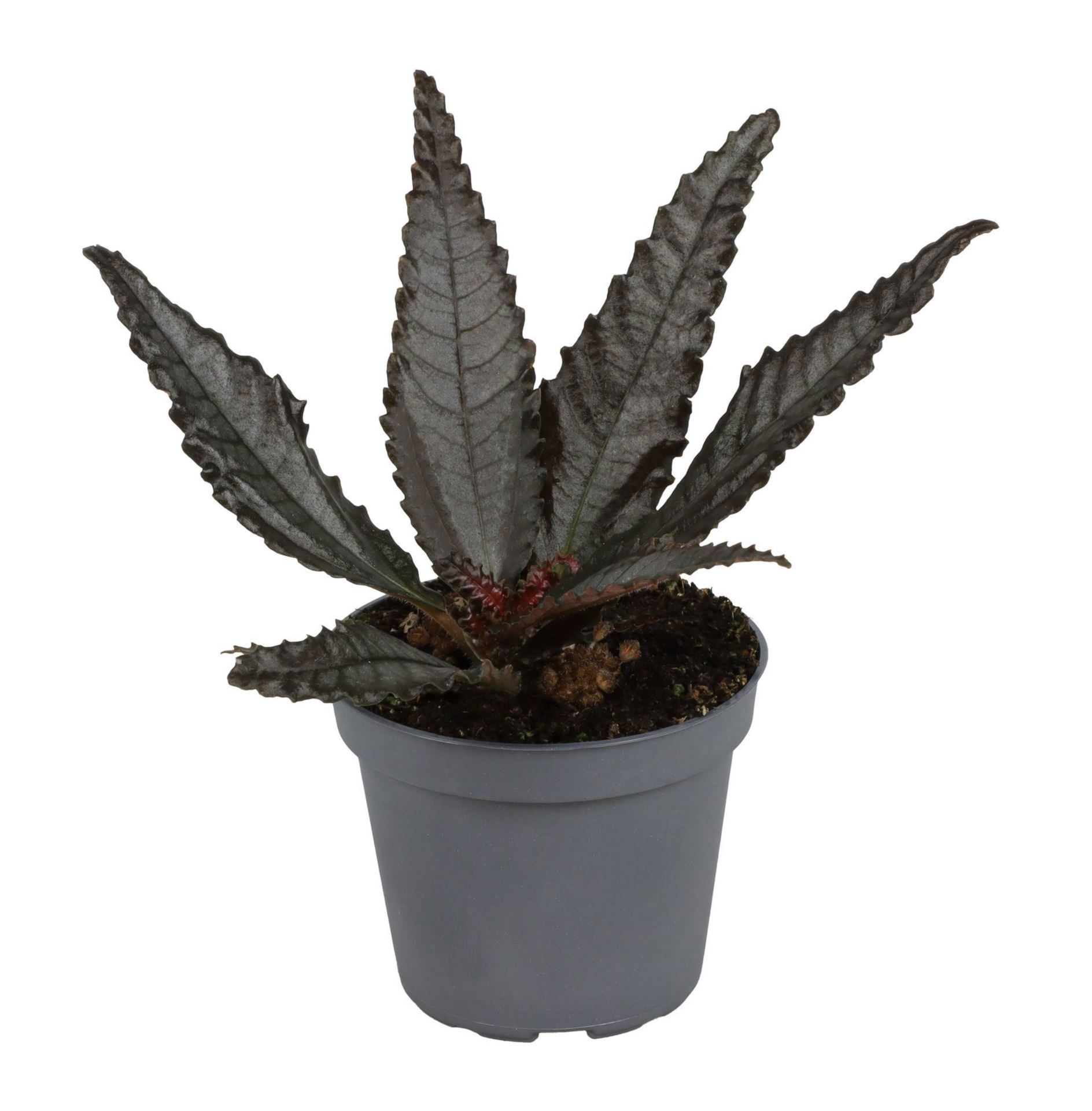 Pilea Hitchcockii 6 cm, D 6