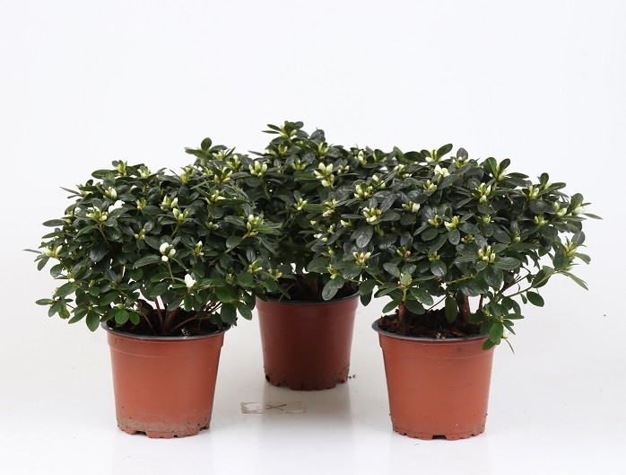 RHODODENDRON SIMSII 'DARIUS', D 12