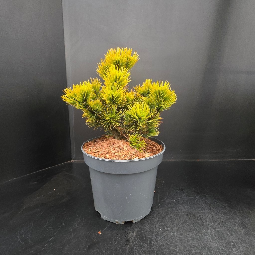 Pinus mugo Winter Gold, D 23