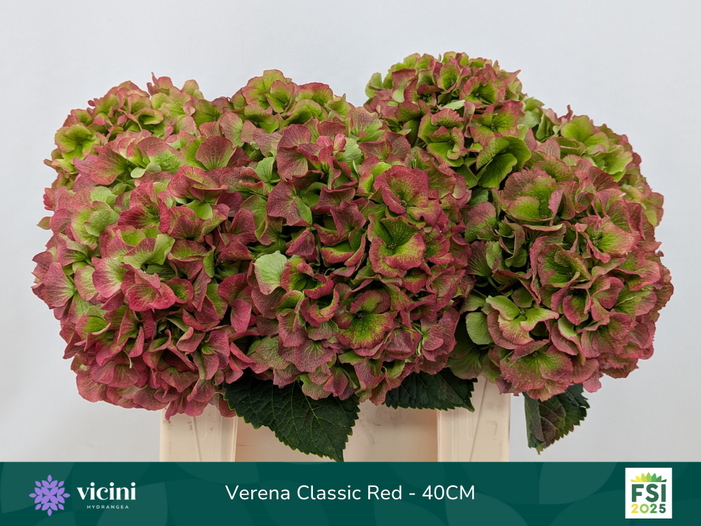 Гортензия Верена Классик 40, шт.
