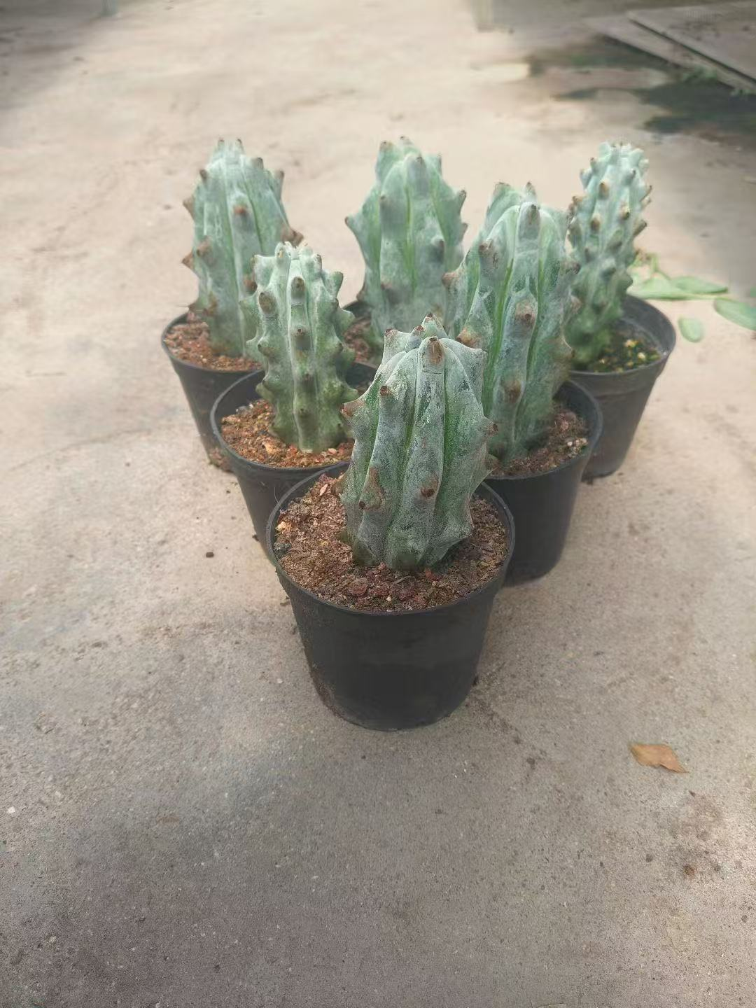 кактус Тундер Аксе Павилион 11 15