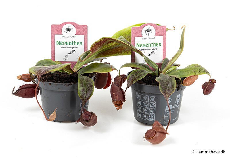 NEPENTHES-HYBRIDER 'Mirabilis' 145, D 9 cm NEPENTHES-HYBRIDER 'Mirabilis' 145, D 9 cm