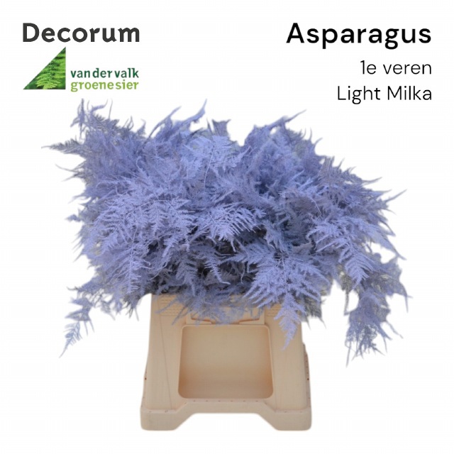 Аспарагус Овериг Крашеный (краш. ) 45, шт.