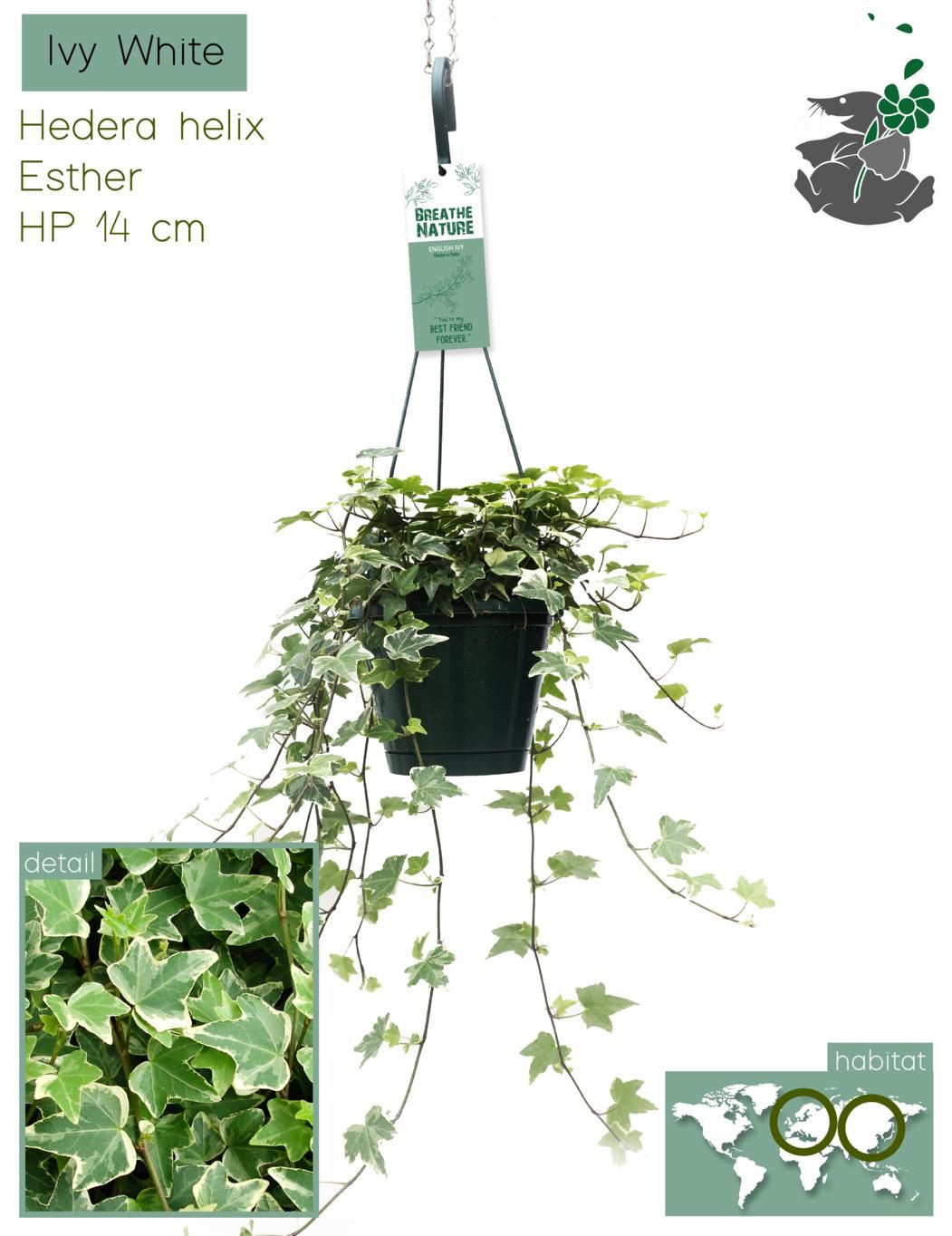 Hedera Helix White HP14, D 14