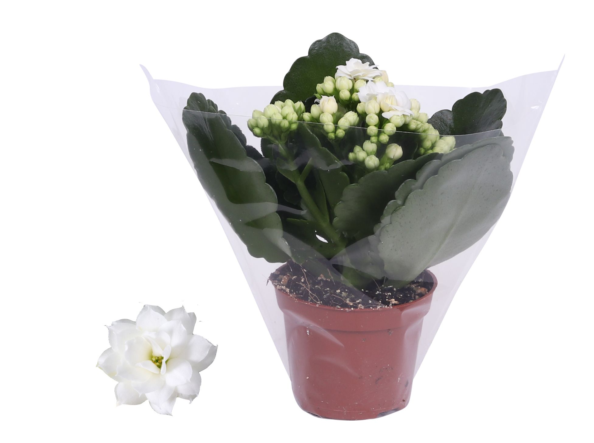Kalanchoe Rosalina 06cm Don Dione wit, Blanco hoes, D 6