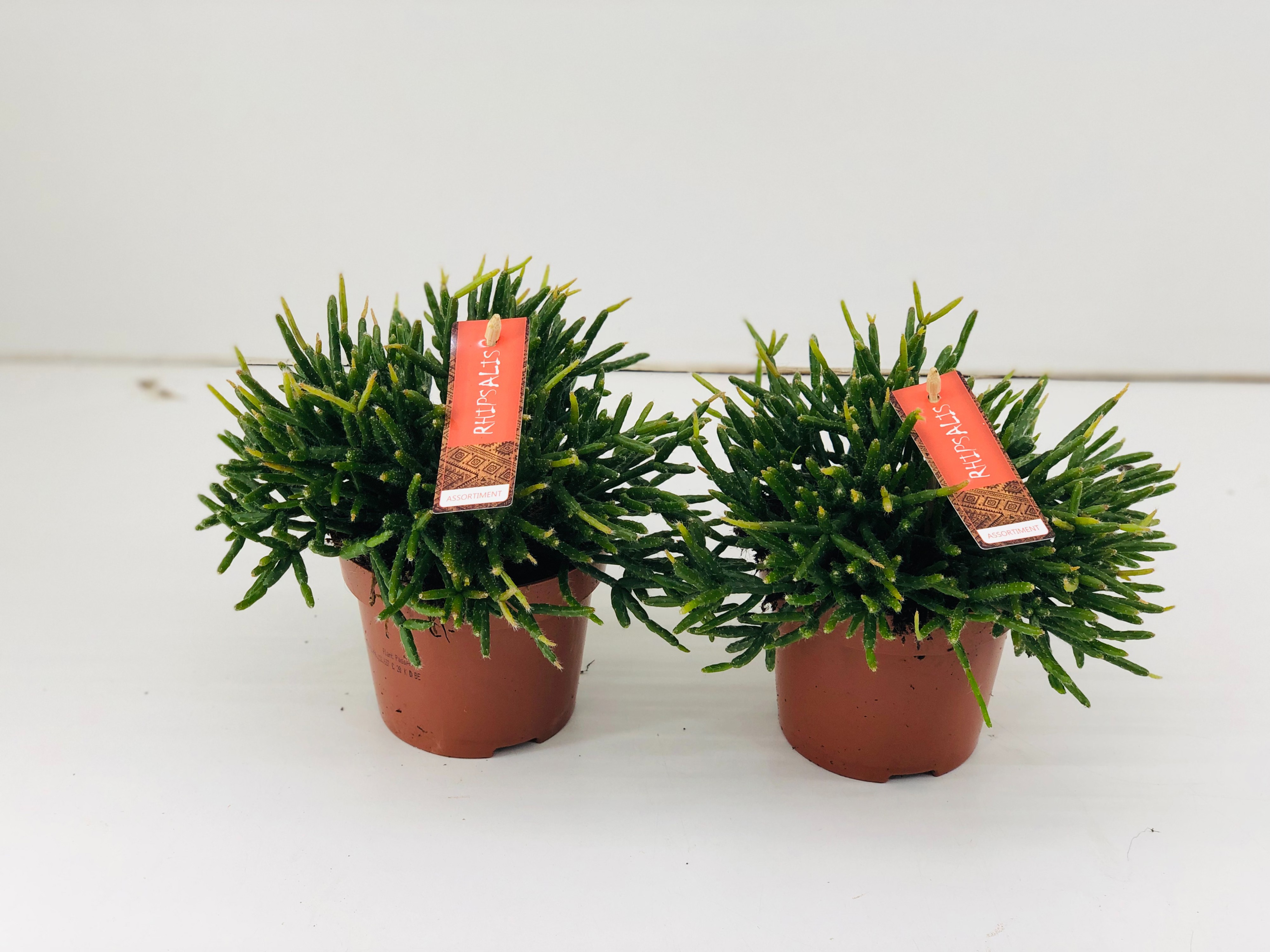 Rhipsalis Burchellii, D 12