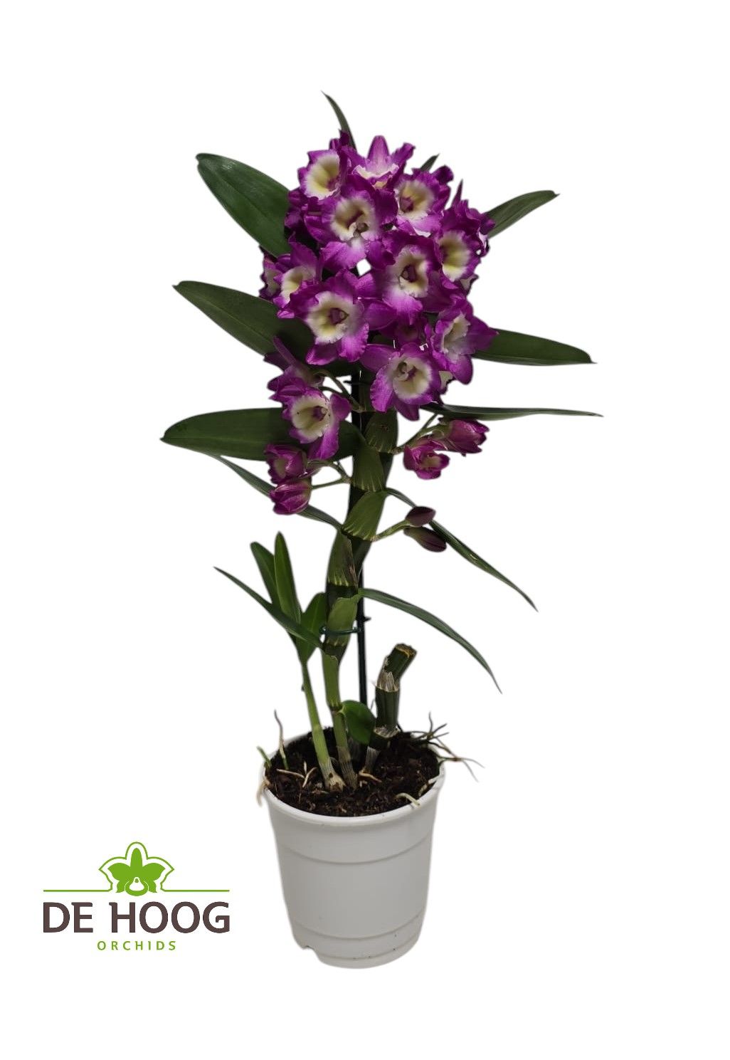 Dendrobium Nobile Bouquet Purple Rain 1 stam 6+ tros(open Bloem), D 12 cm