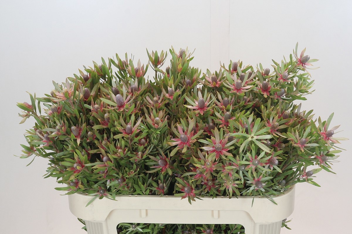 Леукадендрон Стар Перл 70, шт.