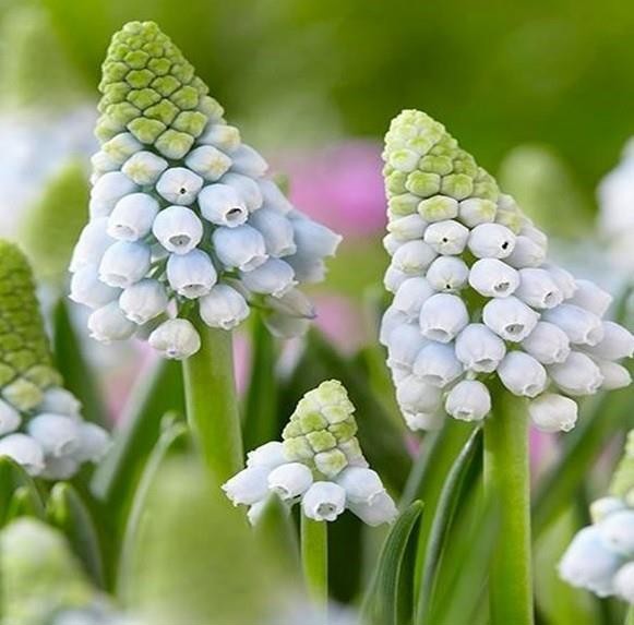 MUSCARI ARMENIACUM 'MANON', D 10
