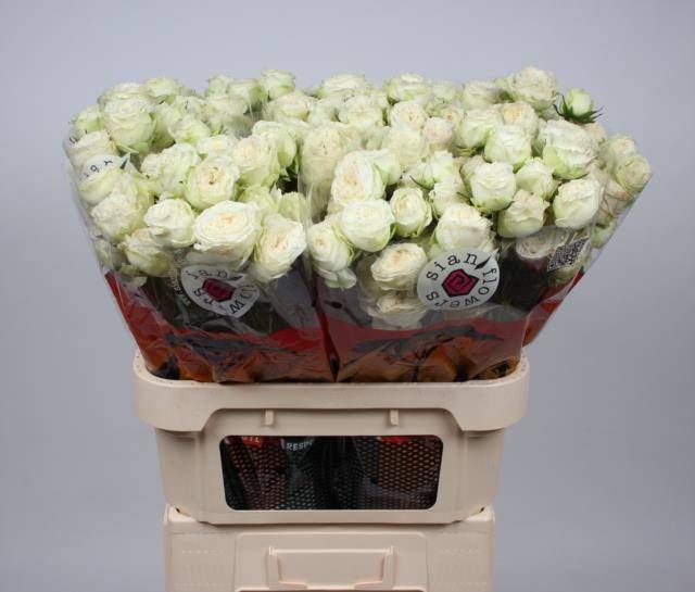 Роза куст. Аста 70, шт.